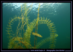 "Circus Time"... Little Pike fish going through a Water G... by Michel Lonfat 